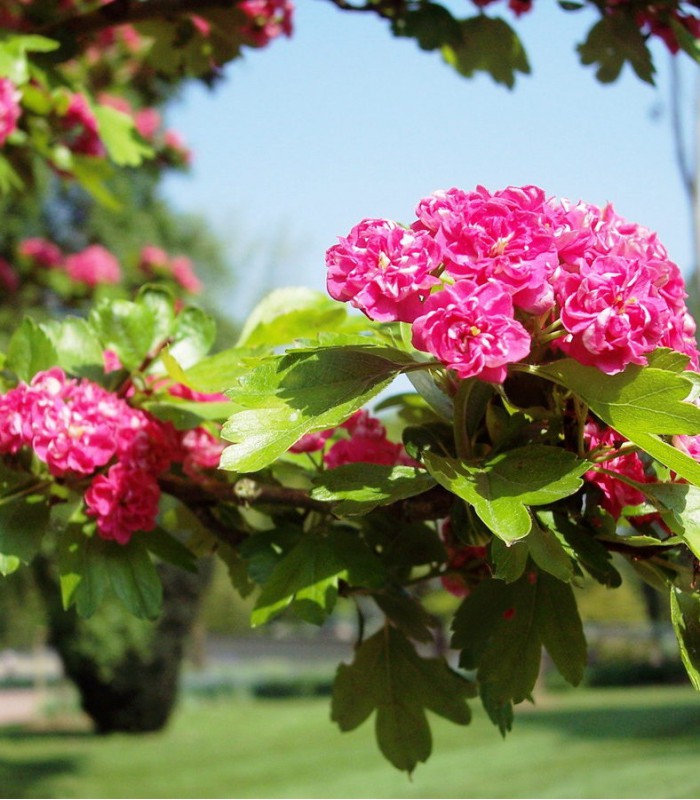 Crataegus Media Paul S Scarlet Aubepine Rouge