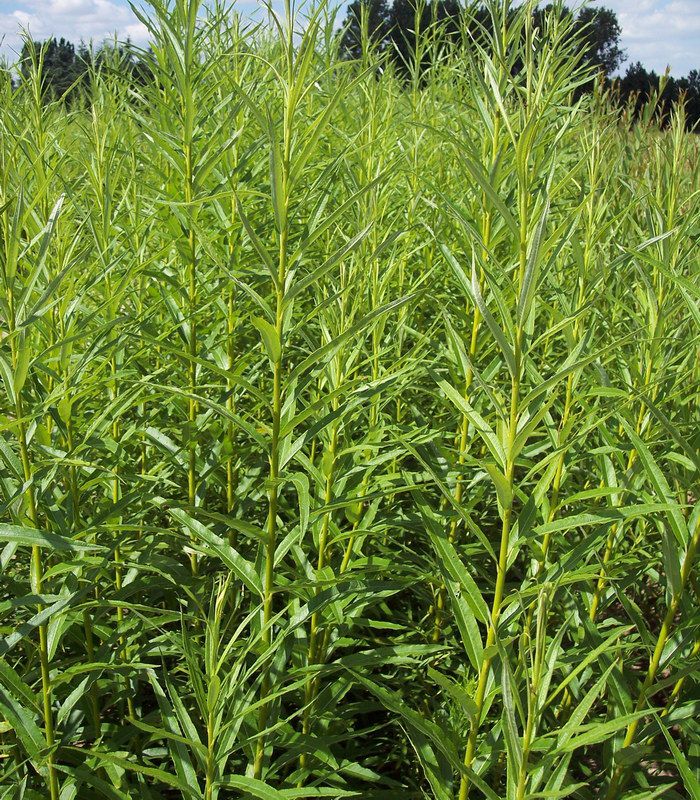 Salix Viminalis Osier Des Vanniers