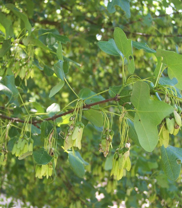 ACER Monspessulanum ERABLE DE MONTPELLIER