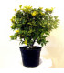 OSMANTHUS heterophyllus Goshiki / OSMANTHUS HETEROPHYLLUS TRICOLOR
