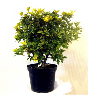 OSMANTHUS heterophyllus Goshiki / OSMANTHUS HETEROPHYLLUS TRICOLOR