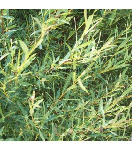 Salix Viminalis / Osier Des Vanniers
