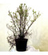 POTENTILLA fruticosa Goldfinger