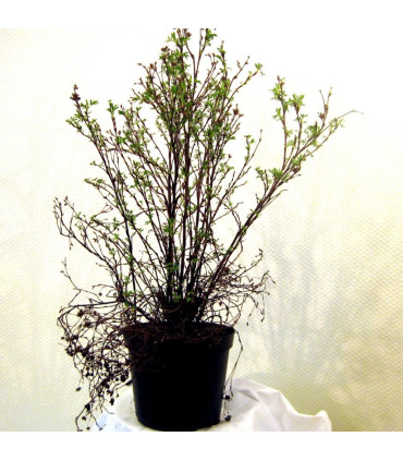 POTENTILLA fruticosa Goldfinger