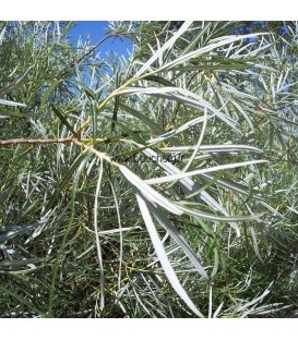 Salix Rosmarinifolia / Saule à feuille de Romarin