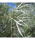 SALIX rosmarinifolia / SAULE A FEUILLE DE ROMARIN
