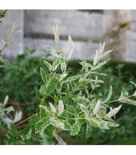 SALIX int. Hakuro nishiki / SAULE HAKURO NISHIKI