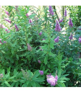 SPIRAEA billardii / SPIREE BILLARDI