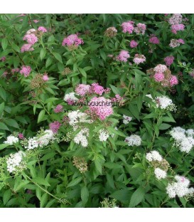 SPIRAEA japonica Genpei / SPIREE GENPEI