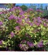 SPIRAEA japonica Goldflame / SPIREE GOLD FLAME