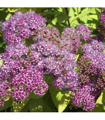 SPIRAEA japonica Goldflame / SPIREE GOLD FLAME