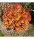 SPIRAEA japonica Goldflame / SPIREE GOLD FLAME
