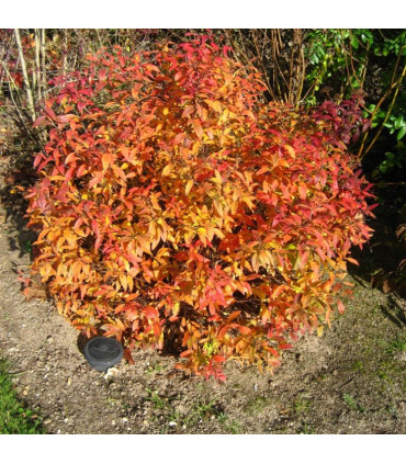 SPIRAEA japonica Goldflame / SPIREE GOLD FLAME