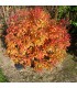 SPIRAEA japonica Goldflame / SPIREE GOLD FLAME