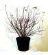 SPIRAEA japonica Goldflame / SPIREE GOLD FLAME