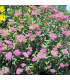 SPIRAEA japonica Little Princess / SPIREE LITTLE PRINCESS