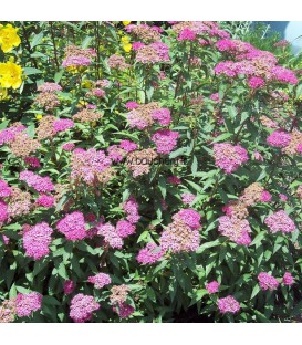 SPIRAEA japonica Little Princess / SPIREE LITTLE PRINCESS
