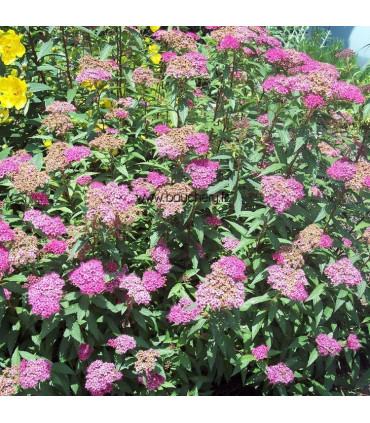 SPIRAEA japonica Little Princess / SPIREE LITTLE PRINCESS