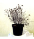 SPIRAEA japonica Little Princess / SPIREE LITTLE PRINCESS