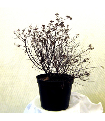 SPIRAEA japonica Little Princess / SPIREE LITTLE PRINCESS