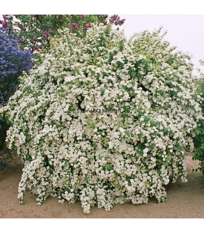 Descubra 48 kuva spiree fleur blanche - Thptnganamst.edu.vn