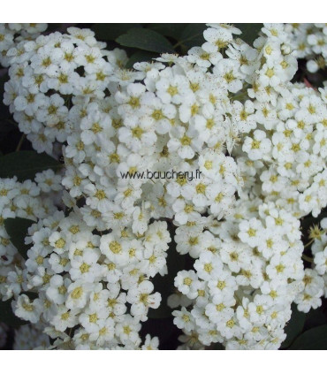 SPIRAEA vanhouttei / SPIREE VAN HOUTTE