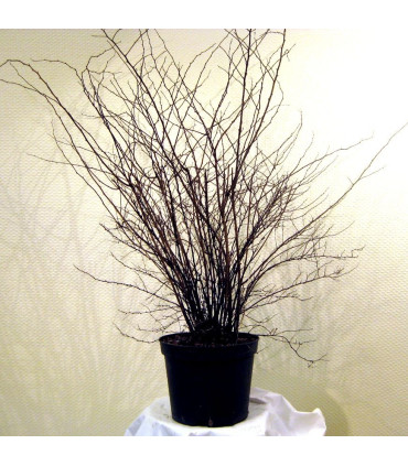SPIRAEA vanhouttei / SPIREE VAN HOUTTE