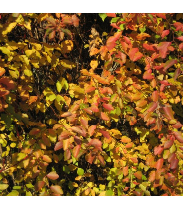 SPIRAEA vanhouttei / SPIREE VAN HOUTTE