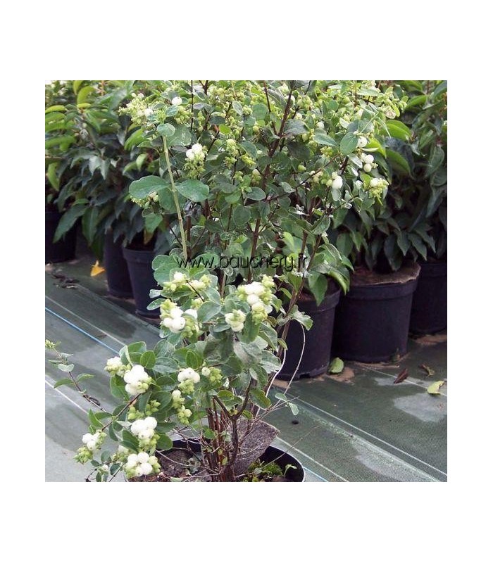 Symphorine 'White Hedge' - Plante Arbustive à Baies Blanches - Pot 50-60cm - Plein Soleil Ou Mi-ombre