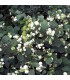SYMPHORICARPOS doorenbosii White Hedge / SYMPHORINE WHITE HEDGE