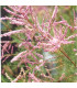 TAMARIX ramosissima Pink Cascade / TAMARIS D'ETE