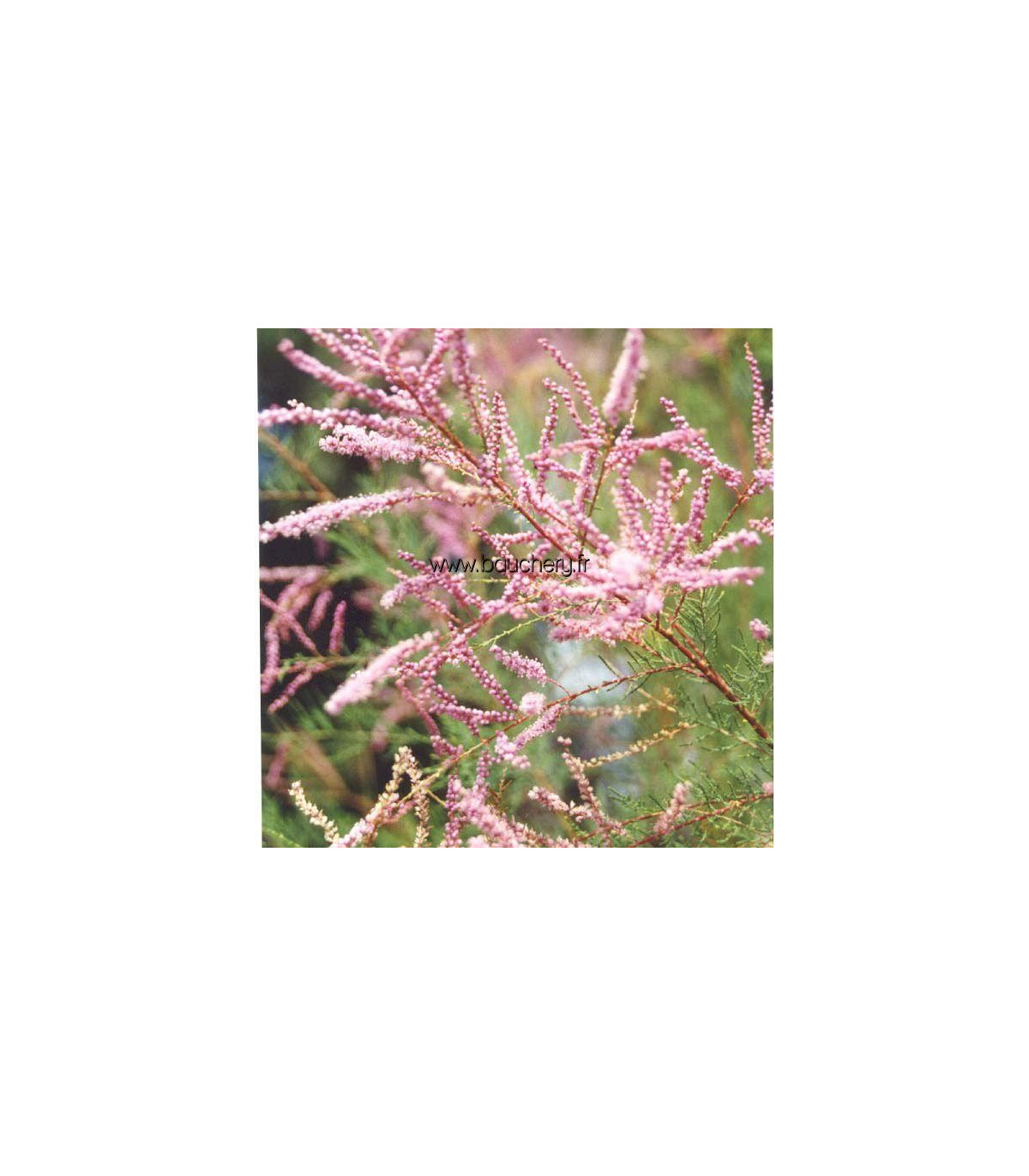 Tamaris D'été 'Pink Cascade' - Arbuste à Fleurs Roses Pour Jardin Méditerranéen - Conteneur 3-4 Litres