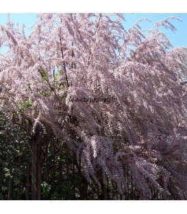 TAMARIX tetrandra / TAMARIS DE PRINTEMPS