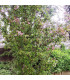 VIBURNUM bod. DAWN / VIORNE BODNANTENSE DAWN
