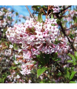VIBURNUM bod. DAWN / VIORNE BODNANTENSE DAWN