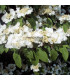 VIBURNUM plicatum Mariesii / VIORNE MARIESI