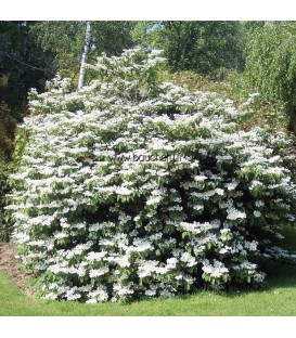 VIBURNUM plicatum Mariesii / VIORNE MARIESI