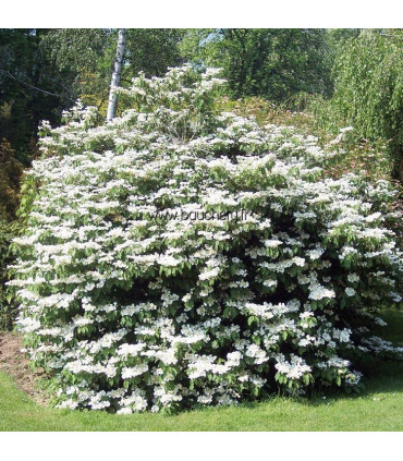 VIBURNUM plicatum Mariesii / VIORNE MARIESI