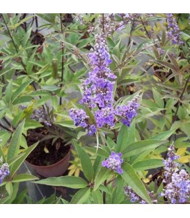 VITEX agnus-castus / VITEX