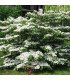 VIBURNUM plicatum Watanabe / VIORNE WATANABE