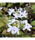 VIBURNUM plicatum Watanabe / VIORNE WATANABE