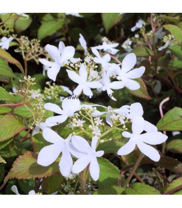VIBURNUM plicatum Watanabe / VIORNE WATANABE
