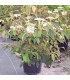 VIBURNUM plicatum Watanabe / VIORNE WATANABE