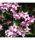 Weigela Abel Carriere