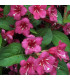 WEIGELA Bristol Ruby