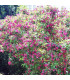 WEIGELA Bristol Ruby