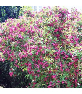 WEIGELA Bristol Ruby