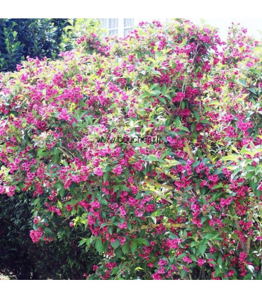 WEIGELA Bristol Ruby