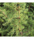 CEDRUS libani / CEDRE DU LIBAN