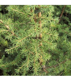 CEDRUS libani / CEDRE DU LIBAN